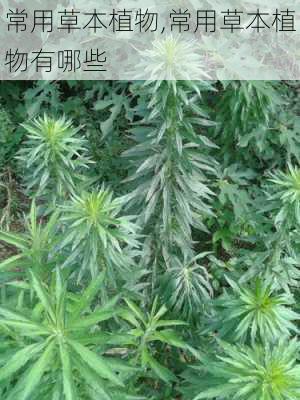 常用草本植物,常用草本植物有哪些