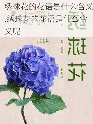 绣球花的花语是什么含义,绣球花的花语是什么含义呢