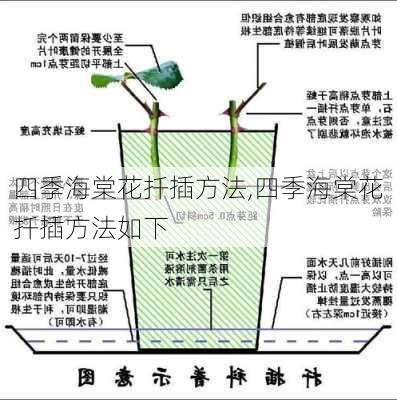 四季海棠花扦插方法,四季海棠花扦插方法如下