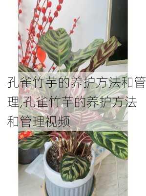 孔雀竹芋的养护方法和管理,孔雀竹芋的养护方法和管理视频