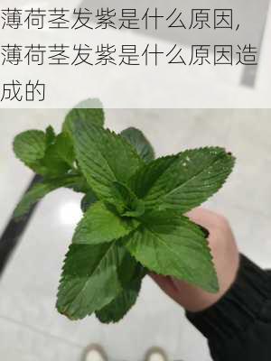 薄荷茎发紫是什么原因,薄荷茎发紫是什么原因造成的