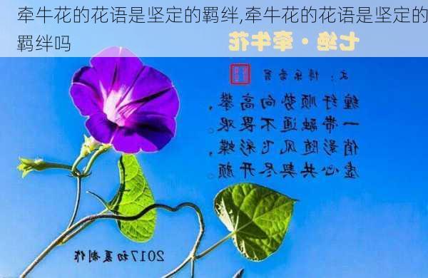 牵牛花的花语是坚定的羁绊,牵牛花的花语是坚定的羁绊吗