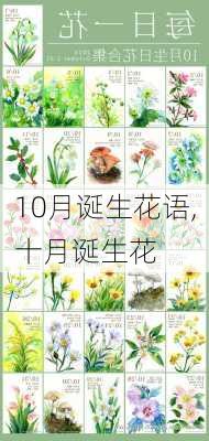 10月诞生花语,十月诞生花