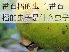 番石榴的虫子,番石榴的虫子是什么虫子