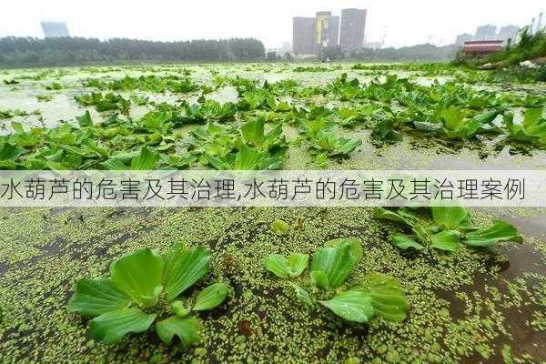 水葫芦的危害及其治理,水葫芦的危害及其治理案例