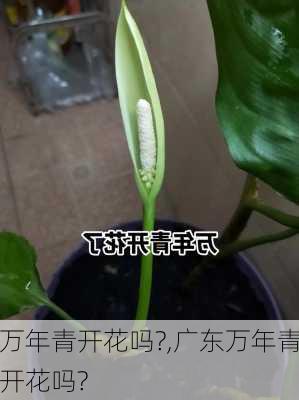 万年青开花吗?,广东万年青开花吗?