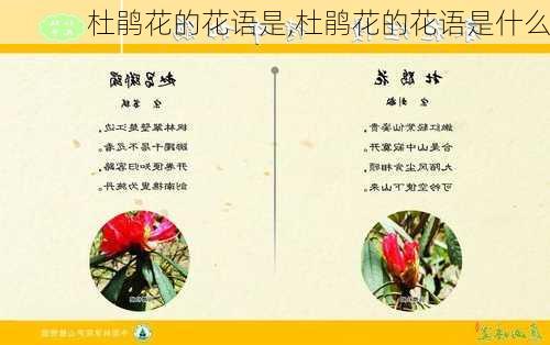 杜鹃花的花语是,杜鹃花的花语是什么