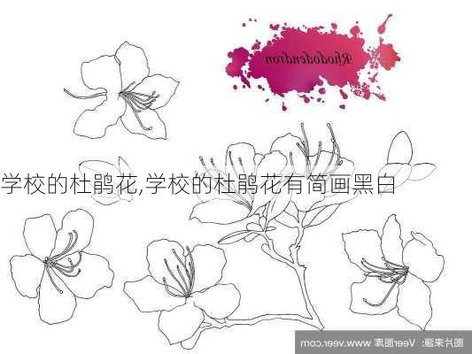 学校的杜鹃花,学校的杜鹃花有简画黑白