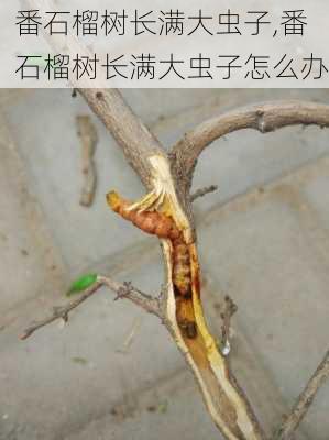 番石榴树长满大虫子,番石榴树长满大虫子怎么办