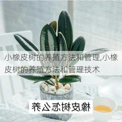 小橡皮树的养殖方法和管理,小橡皮树的养殖方法和管理技术