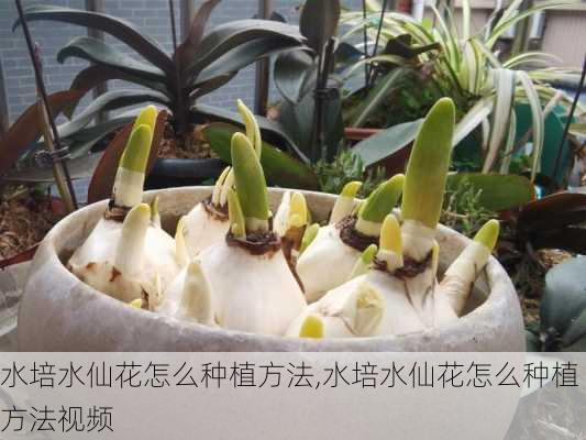 水培水仙花怎么种植方法,水培水仙花怎么种植方法视频