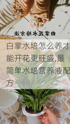 白掌水培怎么养才能开花更旺盛,最简单水培营养液配方