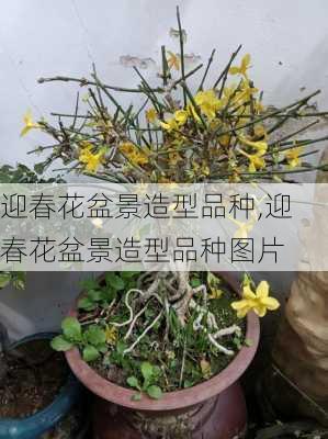 迎春花盆景造型品种,迎春花盆景造型品种图片