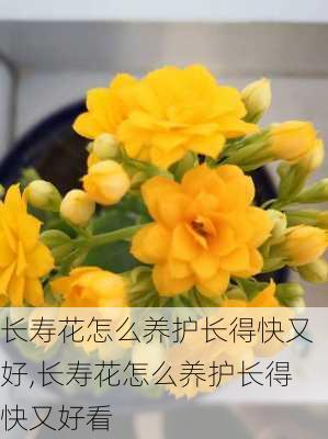 长寿花怎么养护长得快又好,长寿花怎么养护长得快又好看