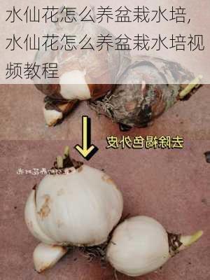 水仙花怎么养盆栽水培,水仙花怎么养盆栽水培视频教程