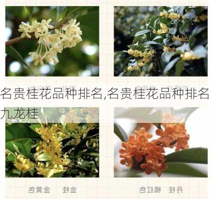 名贵桂花品种排名,名贵桂花品种排名九龙桂