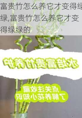 富贵竹怎么养它才变得绿绿,富贵竹怎么养它才变得绿绿的