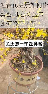 迎春花盆景如何修剪图,迎春花盆景如何修剪图解