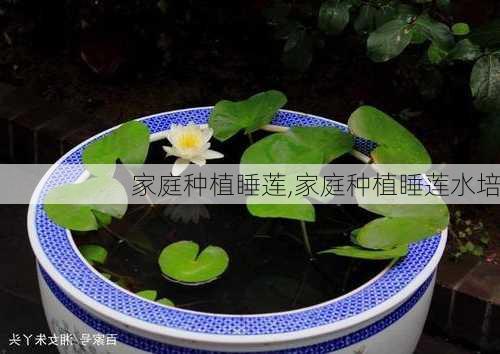 家庭种植睡莲,家庭种植睡莲水培