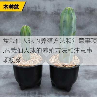 盆栽仙人球的养殖方法和注意事项,盆栽仙人球的养殖方法和注意事项视频