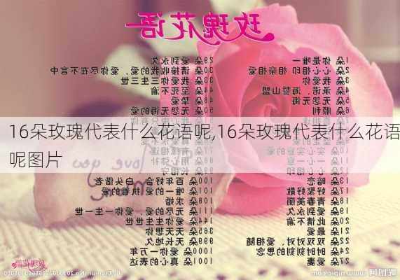 16朵玫瑰代表什么花语呢,16朵玫瑰代表什么花语呢图片