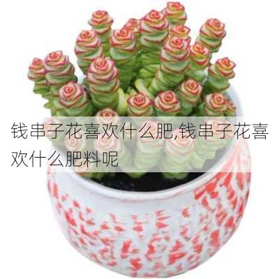 钱串子花喜欢什么肥,钱串子花喜欢什么肥料呢