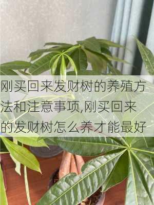 刚买回来发财树的养殖方法和注意事项,刚买回来的发财树怎么养才能最好