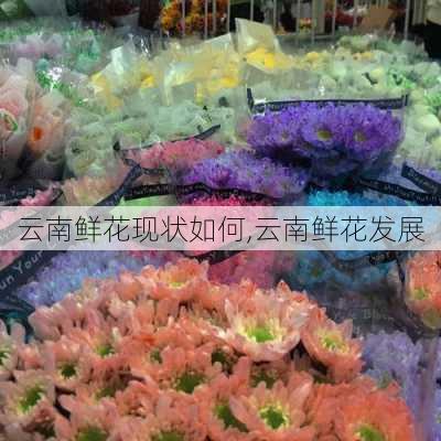 云南鲜花现状如何,云南鲜花发展