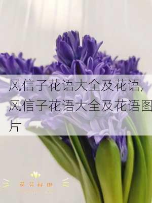 风信子花语大全及花语,风信子花语大全及花语图片