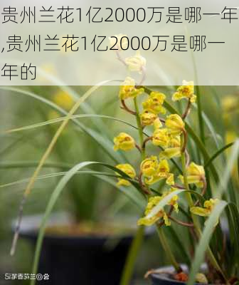 贵州兰花1亿2000万是哪一年,贵州兰花1亿2000万是哪一年的