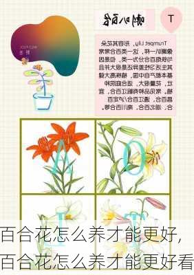 百合花怎么养才能更好,百合花怎么养才能更好看