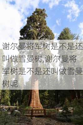 谢尔曼将军树是不是还叫做雪曼树,谢尔曼将军树是不是还叫做雪曼树呢