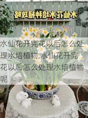 水仙花开完花以后怎么处理水培植物,水仙花开完花以后怎么处理水培植物呢