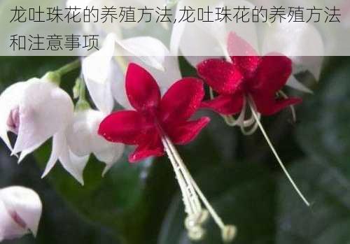 龙吐珠花的养殖方法,龙吐珠花的养殖方法和注意事项