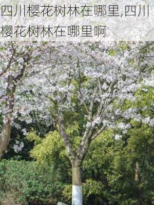 四川樱花树林在哪里,四川樱花树林在哪里啊