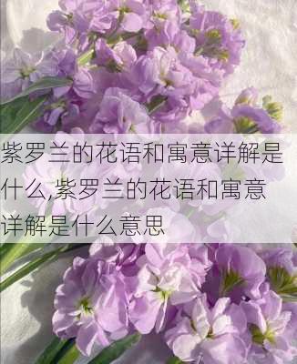 紫罗兰的花语和寓意详解是什么,紫罗兰的花语和寓意详解是什么意思