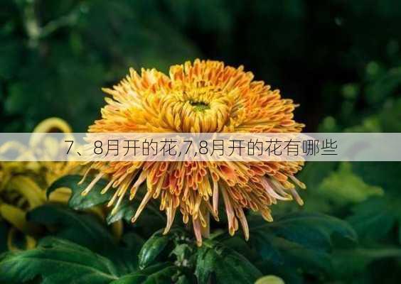 7、8月开的花,7,8月开的花有哪些