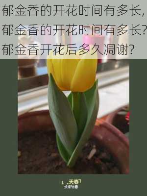 郁金香的开花时间有多长,郁金香的开花时间有多长?郁金香开花后多久凋谢?