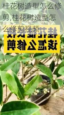 桂花树造型怎么修剪,桂花树造型怎么修剪视频