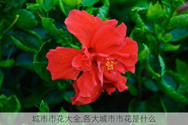 城市市花大全,各大城市市花是什么