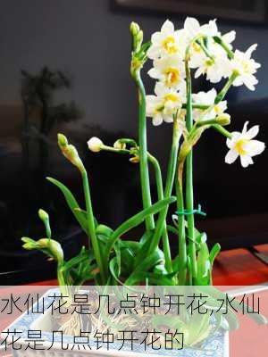 水仙花是几点钟开花,水仙花是几点钟开花的