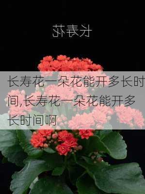 长寿花一朵花能开多长时间,长寿花一朵花能开多长时间啊