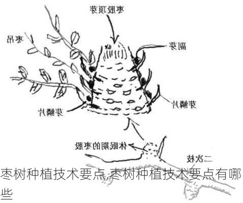 枣树种植技术要点,枣树种植技术要点有哪些