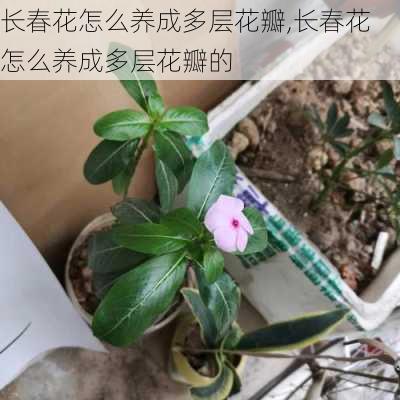 长春花怎么养成多层花瓣,长春花怎么养成多层花瓣的