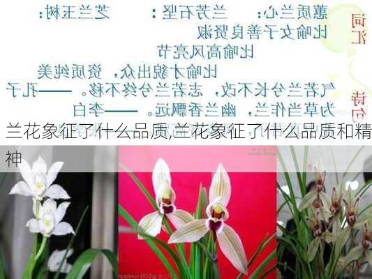 兰花象征了什么品质,兰花象征了什么品质和精神