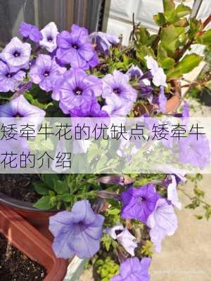 矮牵牛花的优缺点,矮牵牛花的介绍