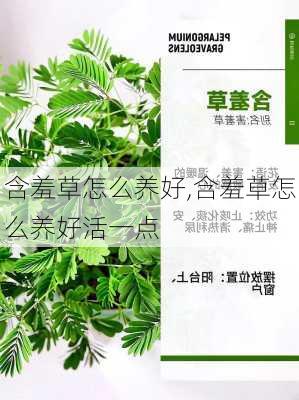 含羞草怎么养好,含羞草怎么养好活一点