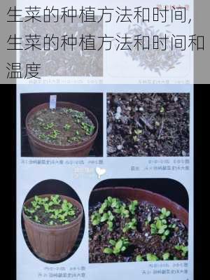 生菜的种植方法和时间,生菜的种植方法和时间和温度