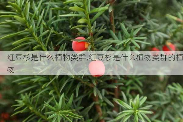 红豆杉是什么植物类群,红豆杉是什么植物类群的植物