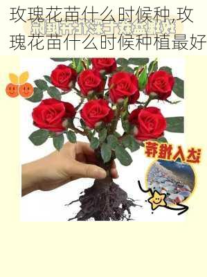 玫瑰花苗什么时候种,玫瑰花苗什么时候种植最好